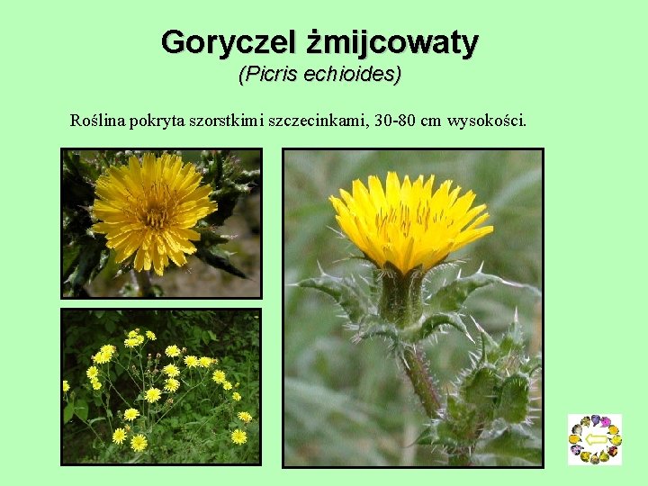 Goryczel żmijcowaty (Picris echioides) Roślina pokryta szorstkimi szczecinkami, 30 -80 cm wysokości. 