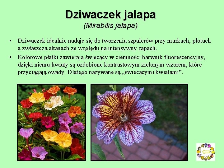 Dziwaczek jalapa (Mirabilis jalapa) • Dziwaczek idealnie nadaje się do tworzenia szpalerów przy murkach, Dziwaczek jalapa (Mirabilis jalapa) • Dziwaczek idealnie nadaje się do tworzenia szpalerów przy murkach,