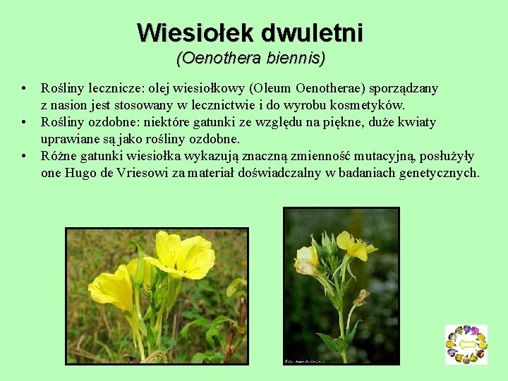 Wiesiołek dwuletni (Oenothera biennis) • • • Rośliny lecznicze: olej wiesiołkowy (Oleum Oenotherae) sporządzany Wiesiołek dwuletni (Oenothera biennis) • • • Rośliny lecznicze: olej wiesiołkowy (Oleum Oenotherae) sporządzany