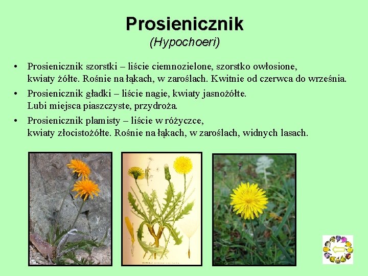 Prosienicznik (Hypochoeri) • Prosienicznik szorstki – liście ciemnozielone, szorstko owłosione, kwiaty żółte. Rośnie na