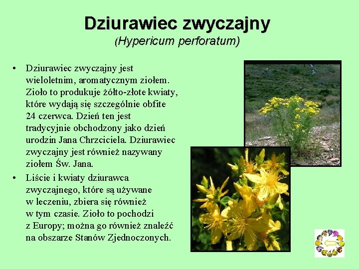 Dziurawiec zwyczajny (Hypericum perforatum) • Dziurawiec zwyczajny jest wieloletnim, aromatycznym ziołem. Zioło to produkuje