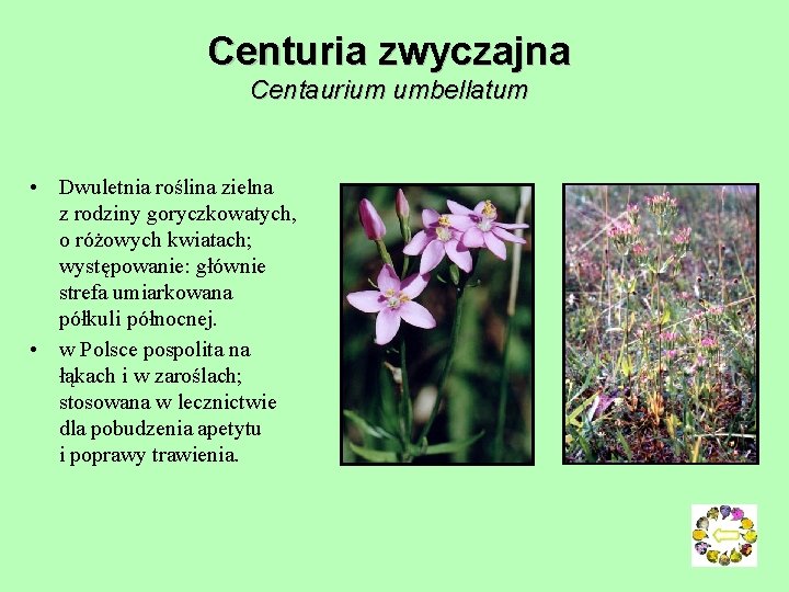 Centuria zwyczajna Centaurium umbellatum • Dwuletnia roślina zielna z rodziny goryczkowatych, o różowych kwiatach; Centuria zwyczajna Centaurium umbellatum • Dwuletnia roślina zielna z rodziny goryczkowatych, o różowych kwiatach;