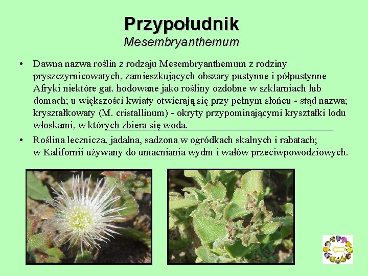 Przypołudnik Mesembryanthemum • Dawna nazwa roślin z rodzaju Mesembryanthemum z rodziny pryszczyrnicowatych, zamieszkujących obszary Przypołudnik Mesembryanthemum • Dawna nazwa roślin z rodzaju Mesembryanthemum z rodziny pryszczyrnicowatych, zamieszkujących obszary