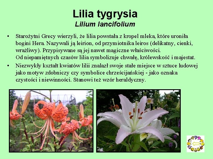 Lilia tygrysia Lilium lancifolium • • Starożytni Grecy wierzyli, że lilia powstała z kropel Lilia tygrysia Lilium lancifolium • • Starożytni Grecy wierzyli, że lilia powstała z kropel