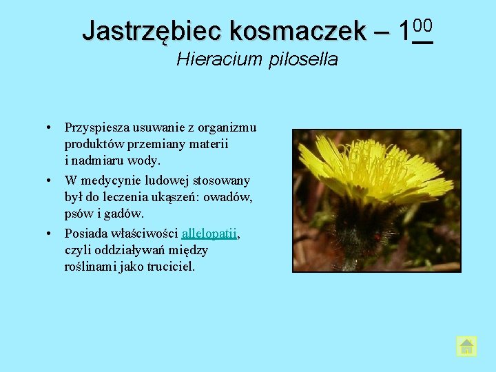 Jastrzębiec kosmaczek – 100 Hieracium pilosella • Przyspiesza usuwanie z organizmu produktów przemiany materii Jastrzębiec kosmaczek – 100 Hieracium pilosella • Przyspiesza usuwanie z organizmu produktów przemiany materii