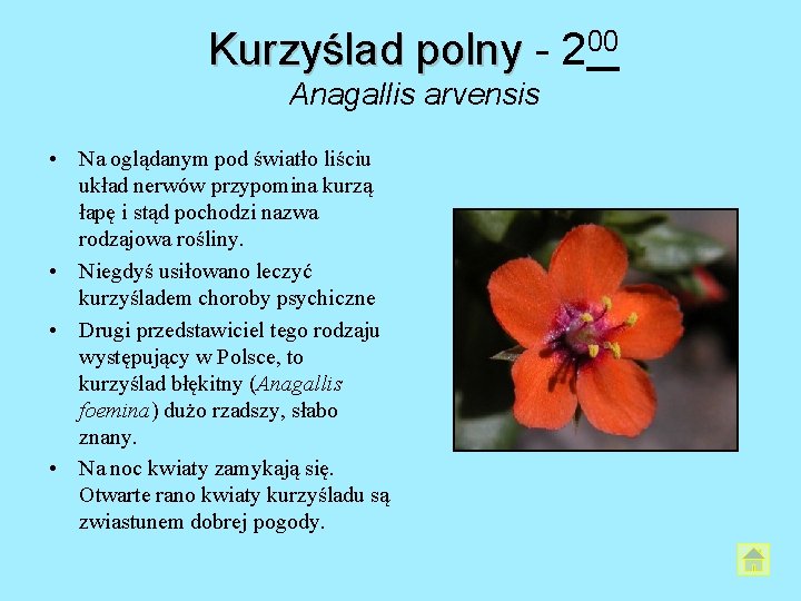 Kurzyślad polny - 200 Anagallis arvensis • Na oglądanym pod światło liściu układ nerwów