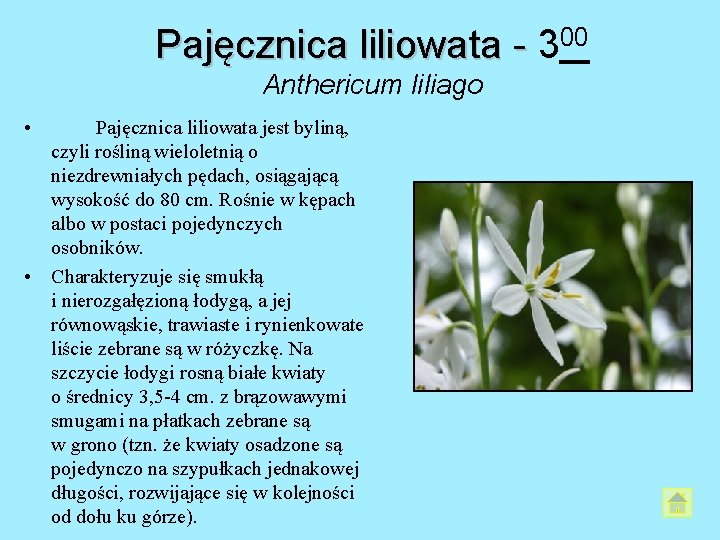 Pajęcznica liliowata - 300 Anthericum liliago • Pajęcznica liliowata jest byliną, czyli rośliną wieloletnią Pajęcznica liliowata - 300 Anthericum liliago • Pajęcznica liliowata jest byliną, czyli rośliną wieloletnią