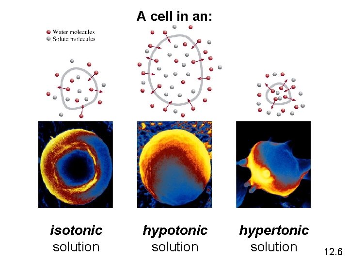 A cell in an: isotonic solution hypertonic solution 12. 6 