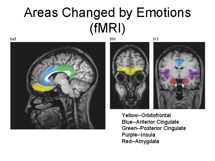 Areas Changed by Emotions (f. MRI) Yellow--Orbitofrontal Blue--Anterior Cingulate Green--Posterior Cingulate Purple--Insula Red--Amygdala 