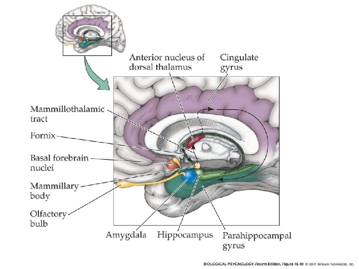  • Unconditioned fear mediated through PAG. Amygdala and Conditioned Fear 