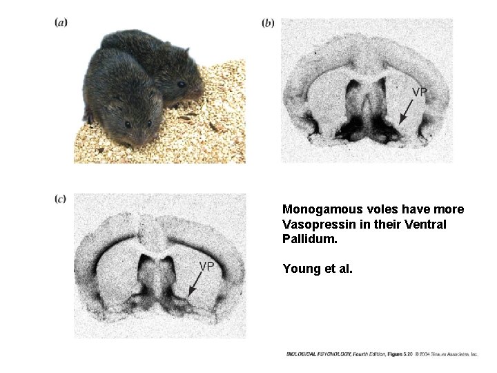 Monogamous voles have more Vasopressin in their Ventral Pallidum. Young et al. 