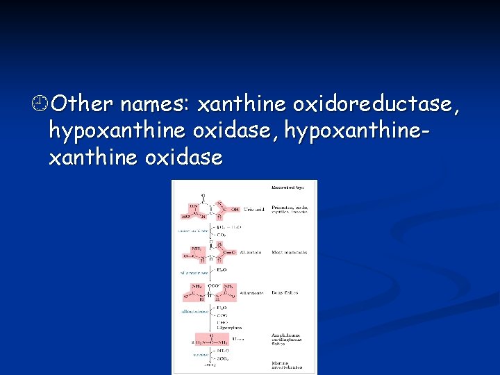  Other names: xanthine oxidoreductase, hypoxanthine oxidase, hypoxanthine oxidase 