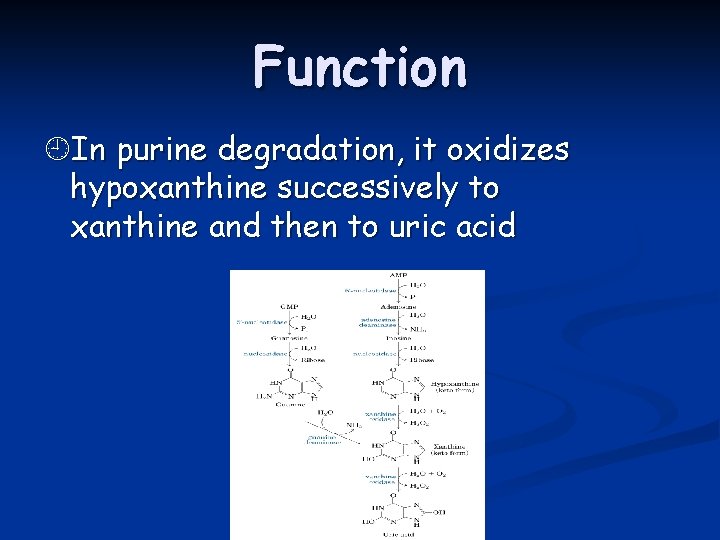 Function In purine degradation, it oxidizes hypoxanthine successively to xanthine and then to uric
