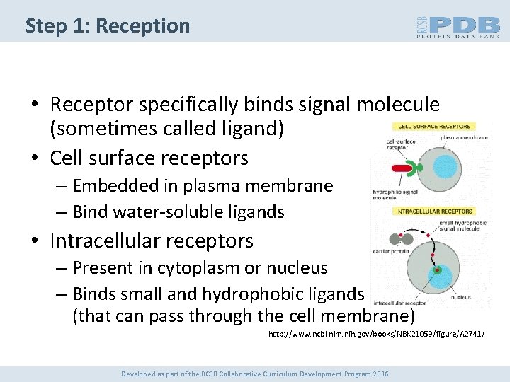 Step 1: Reception • Receptor specifically binds signal molecule (sometimes called ligand) • Cell
