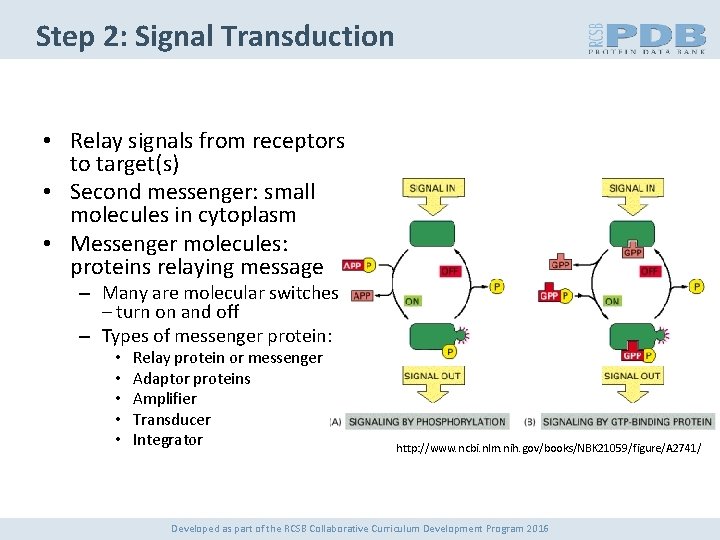Step 2: Signal Transduction • Relay signals from receptors to target(s) • Second messenger: