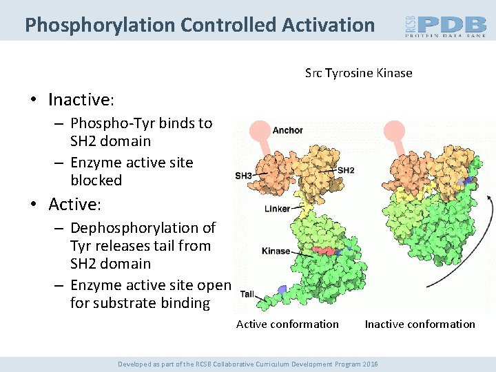 Phosphorylation Controlled Activation Src Tyrosine Kinase • Inactive: – Phospho-Tyr binds to SH 2
