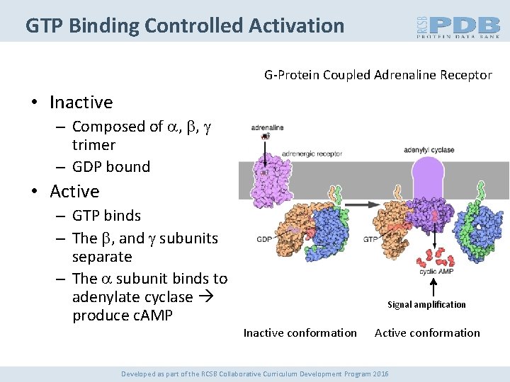 GTP Binding Controlled Activation G-Protein Coupled Adrenaline Receptor • Inactive – Composed of a,