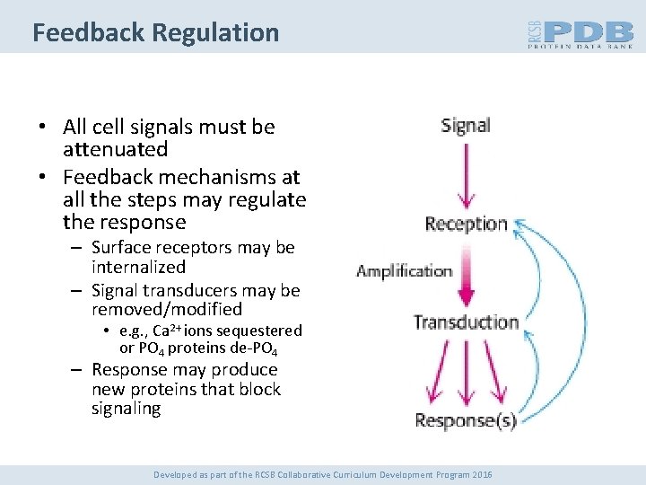 Feedback Regulation • All cell signals must be attenuated • Feedback mechanisms at all