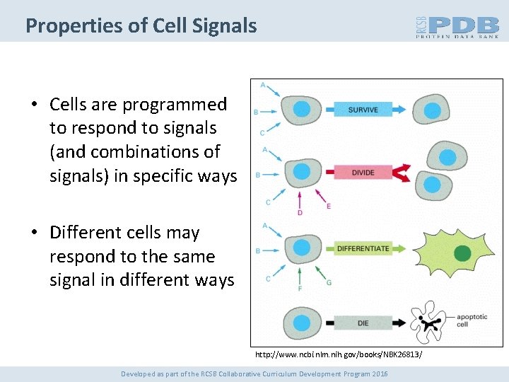 Properties of Cell Signals • Cells are programmed to respond to signals (and combinations