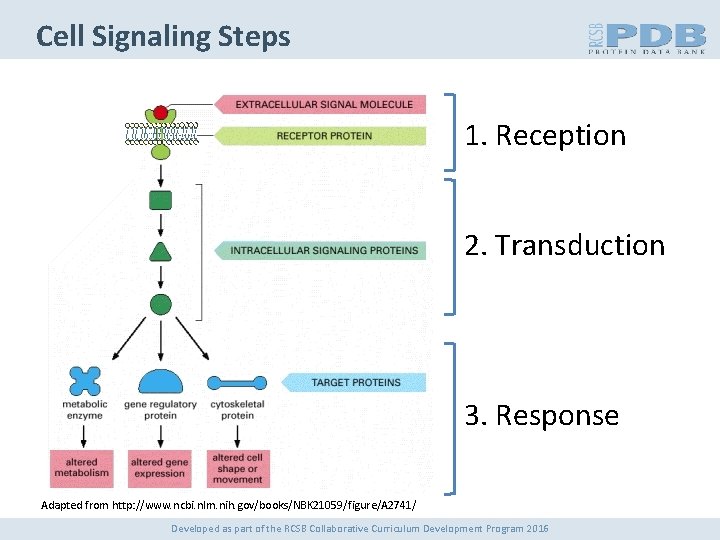 Cell Signaling Steps 1. Reception 2. Transduction 3. Response Adapted from http: //www. ncbi.