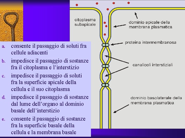 a. b. c. d. e. consente il passaggio di soluti fra cellule adiacenti impedisce