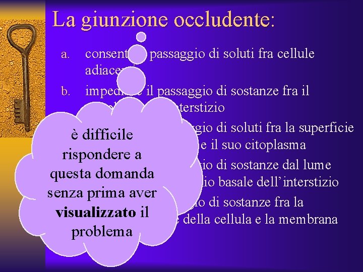 La giunzione occludente: consente il passaggio di soluti fra cellule adiacenti b. impedisce il