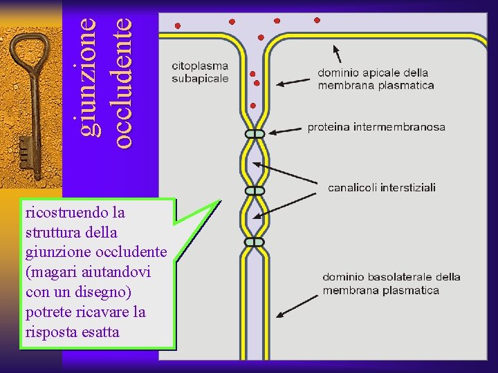 giunzione occludente ricostruendo la struttura della giunzione occludente (magari aiutandovi con un disegno) potrete