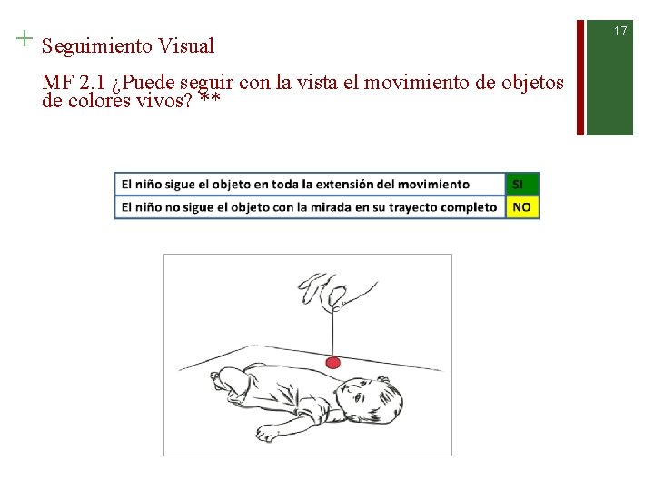 + Seguimiento Visual MF 2. 1 ¿Puede seguir con la vista el movimiento de