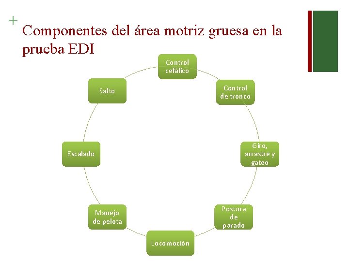 + Componentes del área motriz gruesa en la prueba EDI Control cefálico Control de