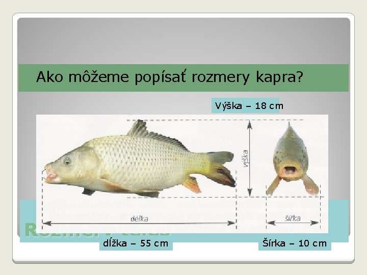 �Ako môžeme popísať rozmery kapra? Výška – 18 cm Rozmery teles dĺžka – 55