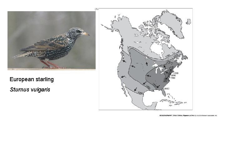 European starling Sturnus vulgaris 