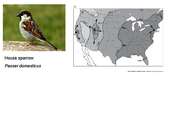 House sparrow Passer domesticus 