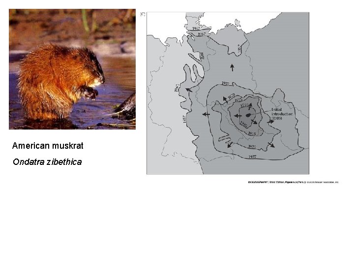 American muskrat Ondatra zibethica 