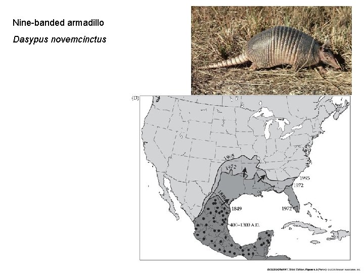 Nine-banded armadillo Dasypus novemcinctus 