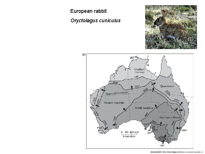 European rabbit Oryctolagus cuniculus 