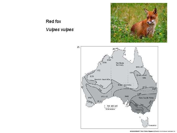 Red fox Vulpes vulpes 