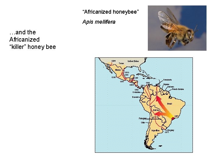 “Africanized honeybee” Apis mellifera …and the Africanized “killer” honey bee 