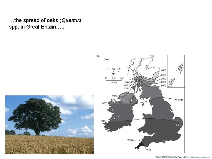 …the spread of oaks (Quercus spp. in Great Britain…. . 