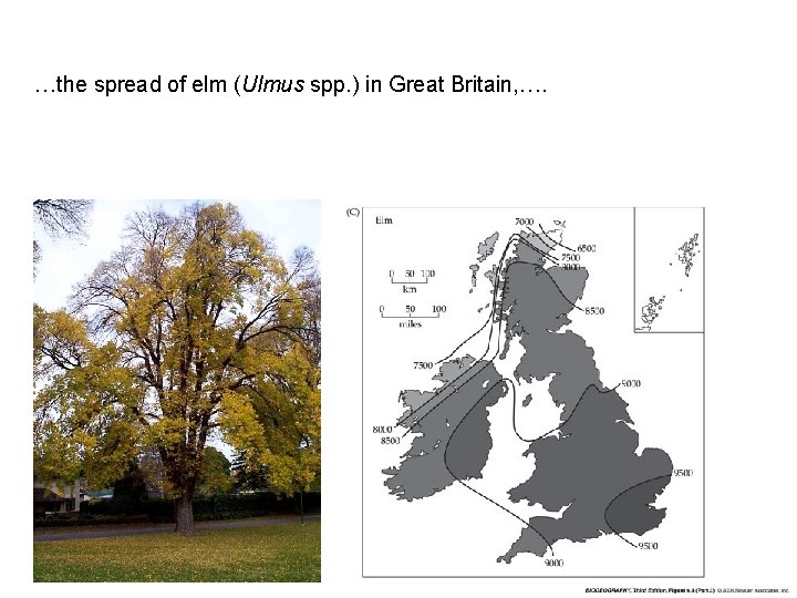 …the spread of elm (Ulmus spp. ) in Great Britain, …. 