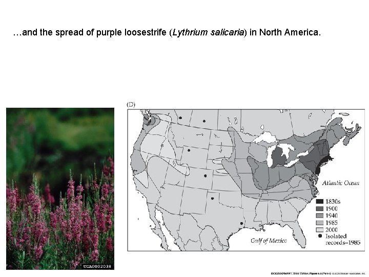 …and the spread of purple loosestrife (Lythrium salicaria) in North America. 