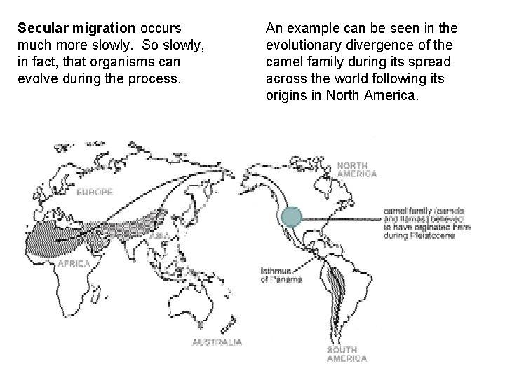 Secular migration occurs much more slowly. So slowly, in fact, that organisms can evolve
