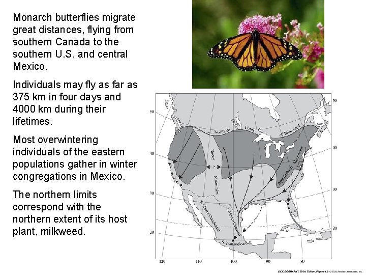 Monarch butterflies migrate great distances, flying from southern Canada to the southern U. S.