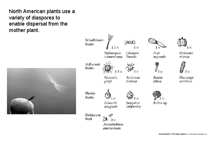 North American plants use a variety of diaspores to enable dispersal from the mother