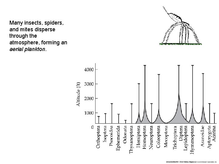 Many insects, spiders, and mites disperse through the atmosphere, forming an aerial plankton. 