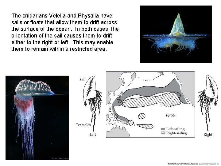 The cnidarians Velella and Physalia have sails or floats that allow them to drift