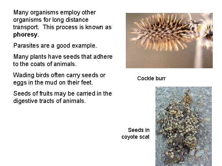 Many organisms employ other organisms for long distance transport. This process is known as