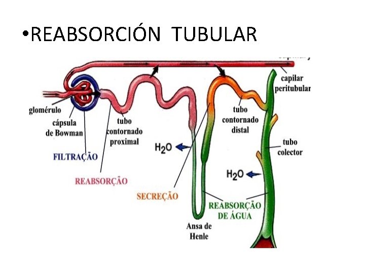  • REABSORCIÓN TUBULAR 