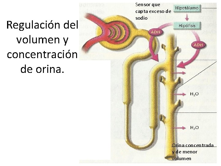 Regulación del volumen y concentración de orina. Sensor que capta exceso de sodio Orina