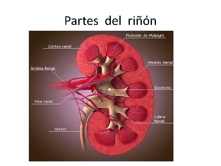 Partes del riñón 