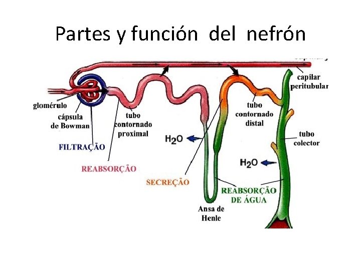 Partes y función del nefrón 